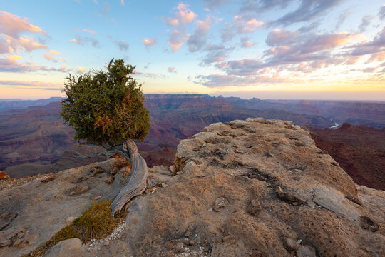 tree in the desert with rock outcropping