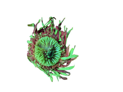 Abstract green and purple ink splash explosion