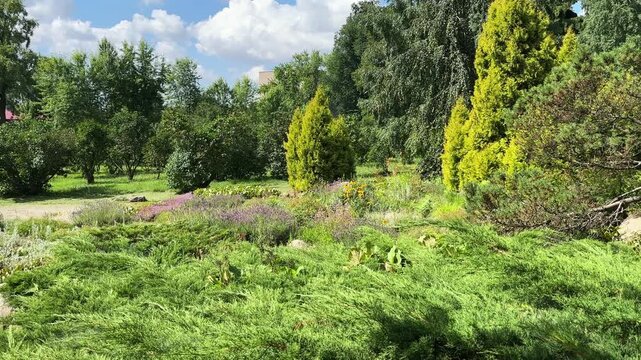 Sunny summer landscape displays lush park garden with trimmed shrubs, thujas, and junipers. Botanical area contains diverse evergreen trees, rocks, and green lawns under bright daylight.