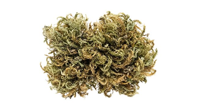 A single dried cannabis flower bud isolated on a clean white background for medical marijuana industry use