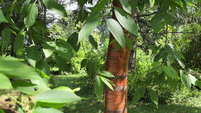Detailed view of Amur chokecherry Prunus maackii trunk, green leaves, and small developing berries in botanical park. Ornamental golden bark tree species..