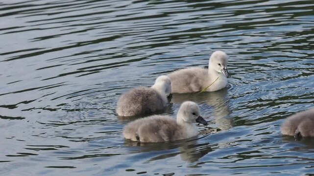 H&ouml;ckerschwan K&uuml;ken auf der Mosel (Cygnus olor)