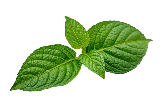 Fresh green mint sprig with textured leaves