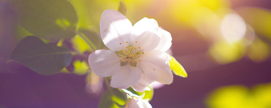 Vintage blossoming apple tree branch. Spring nature background. In puple and yellow color