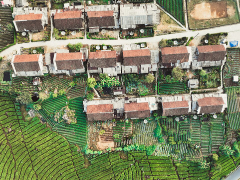 Aerial view of the lush green tea plantations surrounding a small village with traditional houses in Rancabali, West Java, Indonesia.
