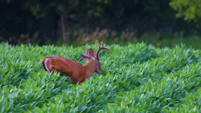 Whitetail buck eating soybean leaves in farm field