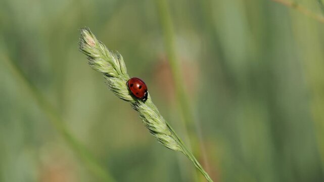 Siebenpunkt-Marienk&auml;fer (Coccinella septempunctata)