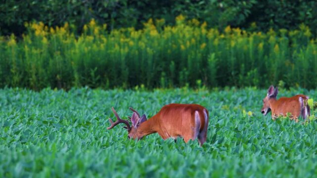 Whitetail buck eating soybean leaves while walking away