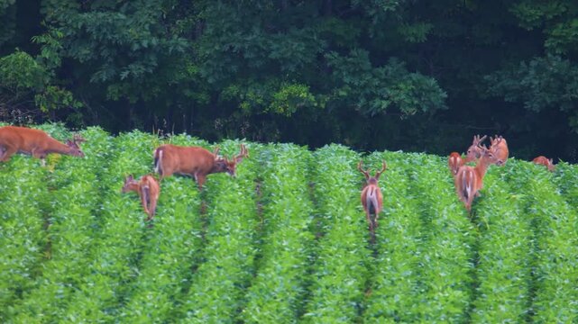Whitetail bucks with velvet antlers eating soybean leaves