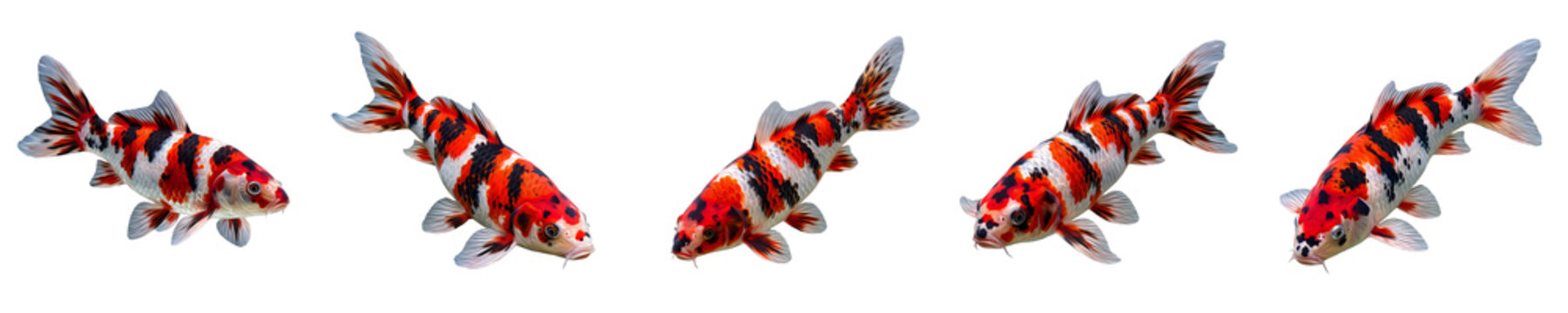 Colorful Koi Fish Set Swimming Calico Carp Isolated on White Background Stock Photo Illustration for Japanese Pond Garden and Aquarium Fish Concept