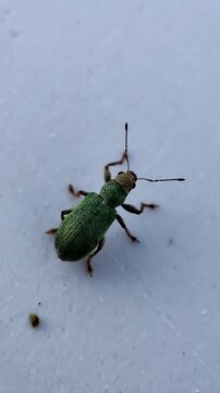 Phyllobius argentatus. Gorgojo de la hoja verde plateada. Gorgojo de nariz corta. 