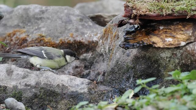 Kohlmeise trinkt an der Vogeltr&auml;nke (Parus major)
