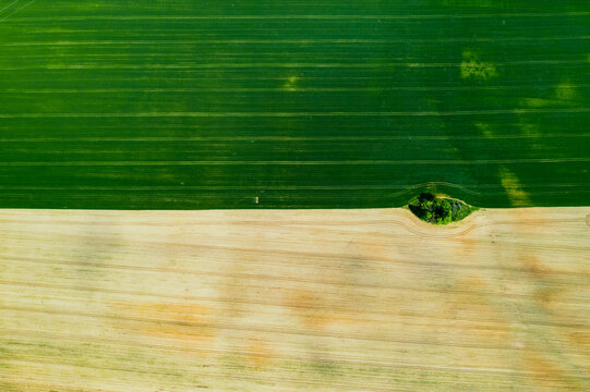 Top view of a Sown green and gray field in Belarus.Agriculture in Belarus.Texture.