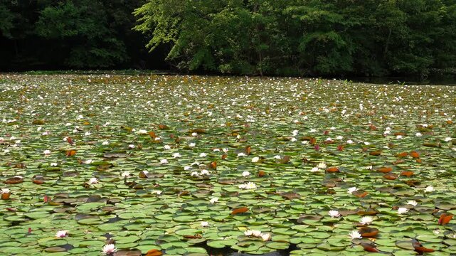 小沼（大沼公園）のエゾノヒツジグサ（スイレン）