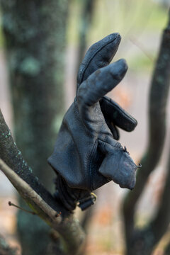 Berlin, Germany, 17 December 2020. A lost leather glove placed on a bare tree branch resembles a waving hand.
