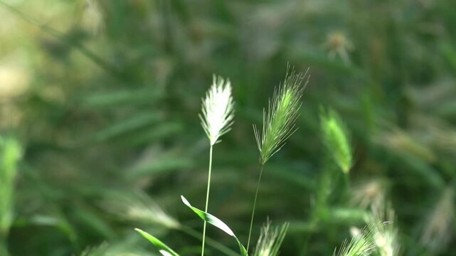 Hordeum murinum, commonly known as wall barley or false barley