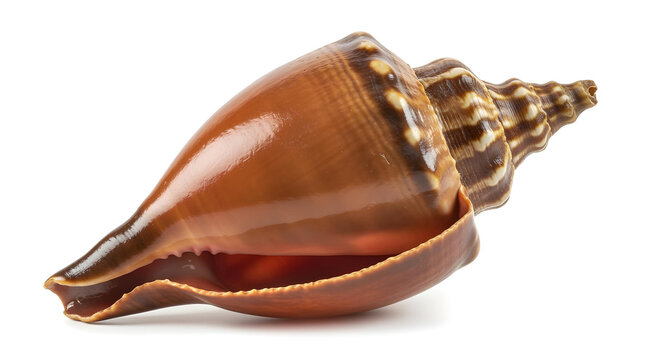 Traditional Bengali shankha conch shell, isolated on pure white background