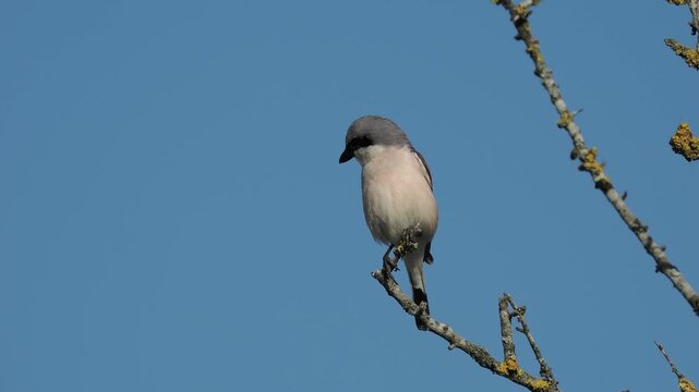 Neunt&ouml;ter (Lanius collurio)