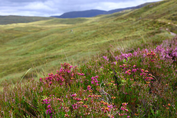 Obraz premium colorful wildflowers along dirt path in scottish highlands