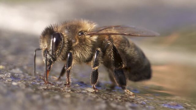 Close-up photograph of a honey bee on a surface