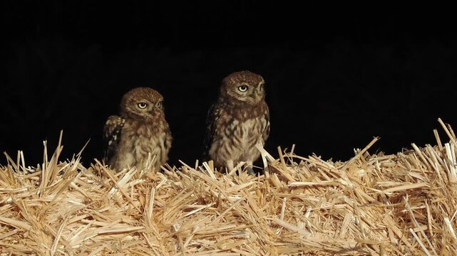 Fl&uuml;gger, junger Steinkauz (Athene noctua)