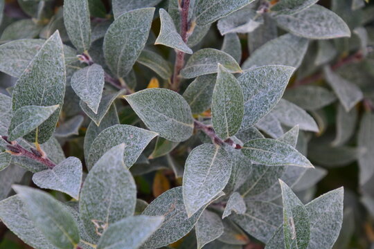frost on leaves