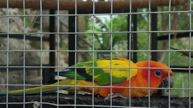 Colorful Sun Conures Interacting in an Aviary
