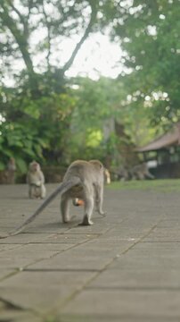 Macaque monkey carrying food walking on pavement