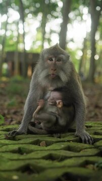 Mother macaque cradling baby monkey in lush bali forest