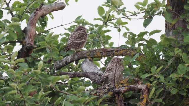 Fl&uuml;gger, junger Steinkauz (Athene noctua)