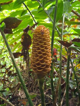 Gingembre Ruche de Malaisie