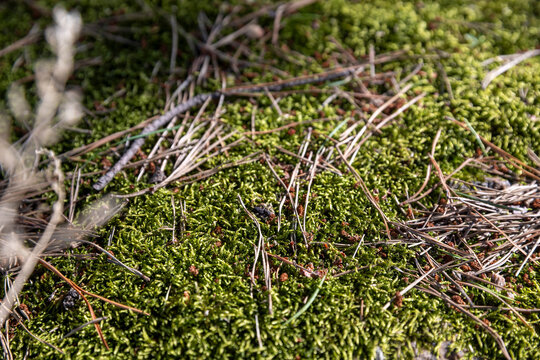 Close-up macro view of vibrant green forest moss carpet covered with fallen pine needles and small twigs on the forest floor.