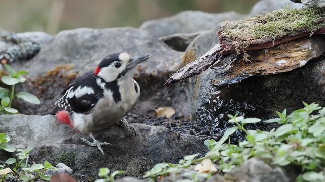 Buntspecht trinkt an der Vogeltr&auml;nke (Dendrocopos major)