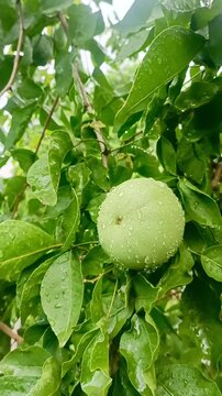 Close-up of fresh green wood apple fruit hanging on tree with green leaves in garden