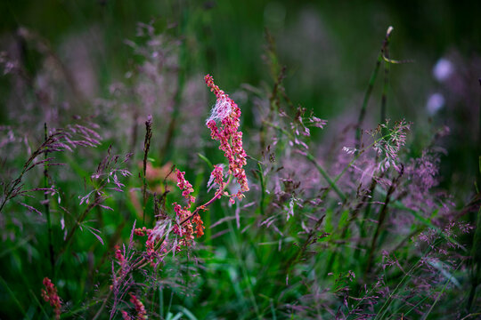 Close up blooming reddish sorrel Rumex acetosa with cottongrass fibers in Icelandic meadow