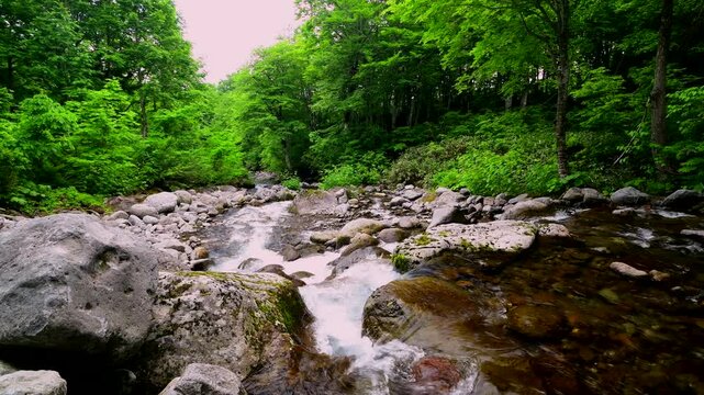 自然博物園のブナ林と石跳川