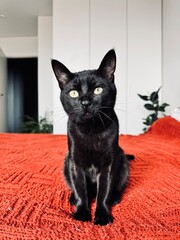 black and white cat © Наташа Пасько