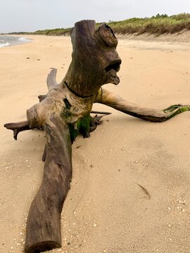 Weathered driftwood resting on a quiet, deserted beach under an overcast sky 