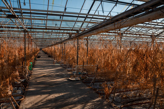 Abandoned old industrial glass greenhouse with dry dead plants and withered crops