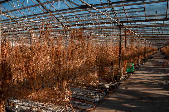 Abandoned old industrial glass greenhouse with dry dead plants and withered crops
