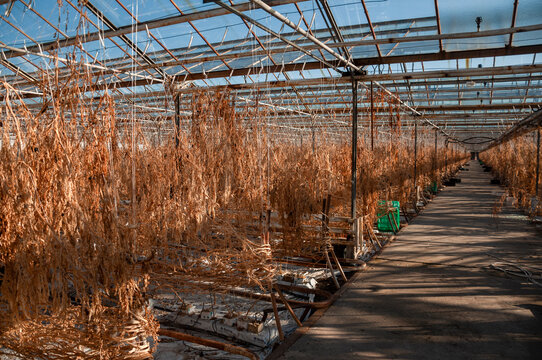 Abandoned old industrial glass greenhouse with dry dead plants and withered crops