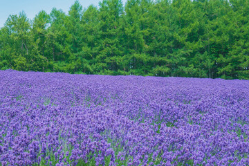 Fototapeta premium ファーム富田、辺り一面紫色に染まった美しいラベンダー畑、北海道、日本