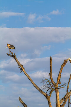 Thoughtful marabou on the dry tree. Nakuru, Kenya, Africa	