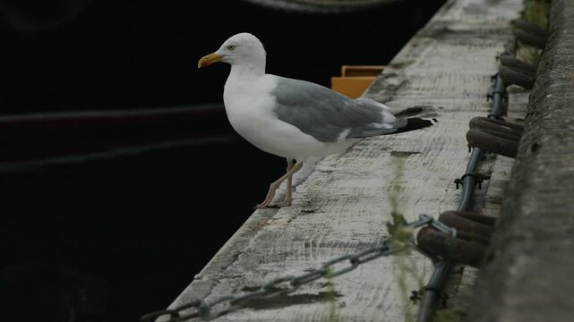 European herring gull standing on a concrete marina pier beside calm harbor water, looking around in slow motion. Natural wildlife behavior of a coastal seabird near boats and waterfront in Tallinn