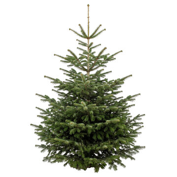 Nordmann Fir Christmas Tree Isolated &ndash; Abies nordmanniana
Fresh Nordmann Fir Christmas Tree on Transparent Background
Natural Nordmann Fir (Abies nordmanniana) Christmas Tree Isolated
Green Nordmann F