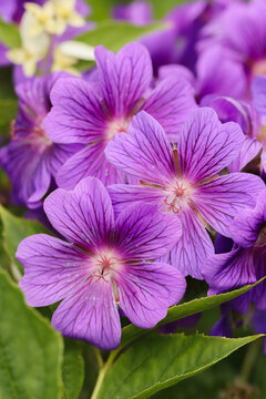The Purple Cranesbill, Geranium &times; magnificum, is a species of hardy flowering herbaceous perennial plant. Growing into a clump has violet-blue flowers with darker veins are borne relatively briefly. 