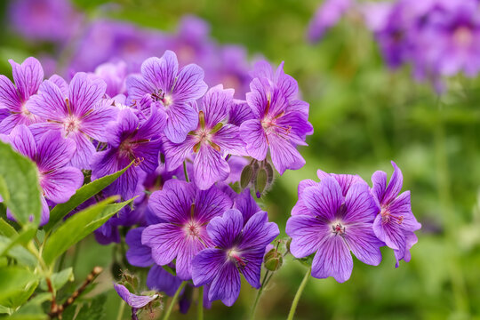 The Purple Cranesbill, Geranium &times; magnificum, is a species of hardy flowering herbaceous perennial plant. Growing into a clump has violet-blue flowers with darker veins are borne relatively briefly. 