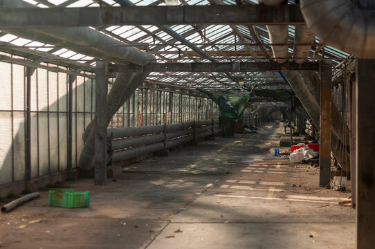 Abandoned old industrial glass greenhouse with dry dead plants and withered crops