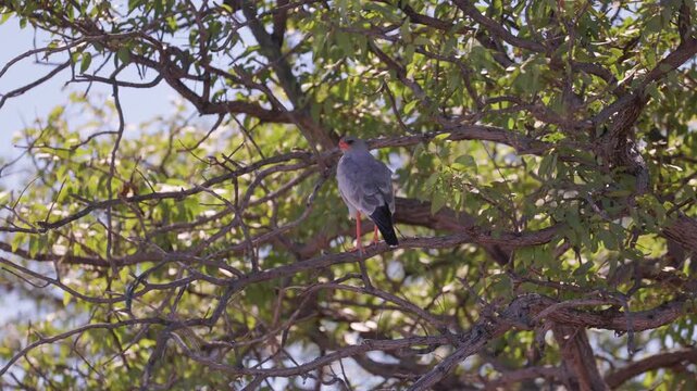 Southern pale chanting goshawk perching on a tree branch in Africa