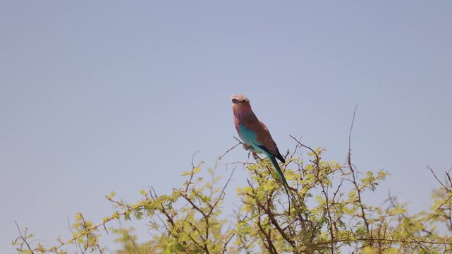 Lilac-breasted roller perching on an acacia tree in Africa